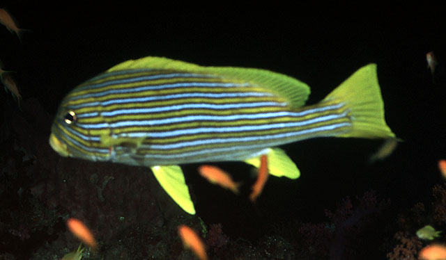 Plectorhinchus celebicus